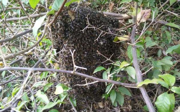 野生蜜蜂怎样拿回家（野生蜜蜂如何收捕）-第3张图片-新疆蜂业信息网
