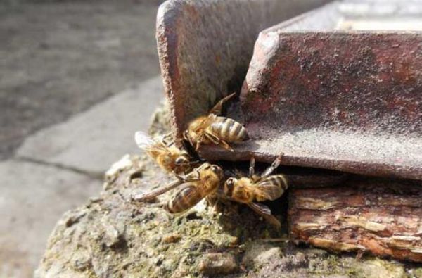 野生蜜蜂怎样拿回家（野生蜜蜂如何收捕）-第2张图片-新疆蜂业信息网