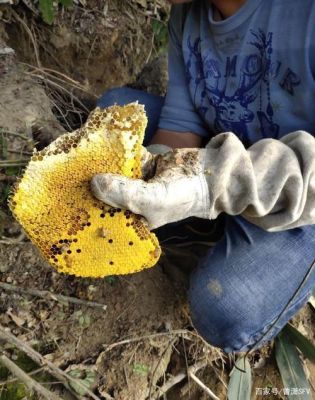 野生蜜蜂怎样拿回家（野生蜜蜂如何收捕）-第1张图片-新疆蜂业信息网