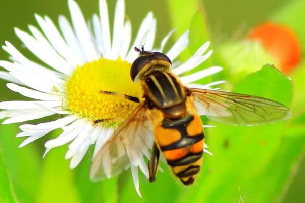蜜蜂和什么好处（蜜蜂配什么对身体最好）-第3张图片-新疆蜂业信息网