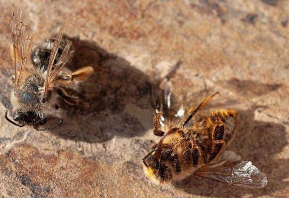 蜜蜂越冬会少量死吗（蜜蜂越冬会少量死吗）-第2张图片-新疆蜂业信息网