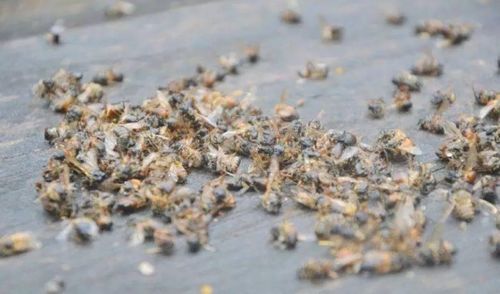 蜜蜂越冬会少量死吗（蜜蜂越冬会少量死吗）-第3张图片-新疆蜂业信息网