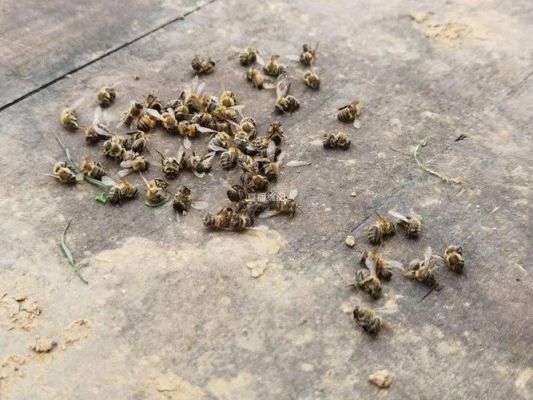 蜜蜂越冬会少量死吗（蜜蜂越冬会少量死吗）-第1张图片-新疆蜂业信息网