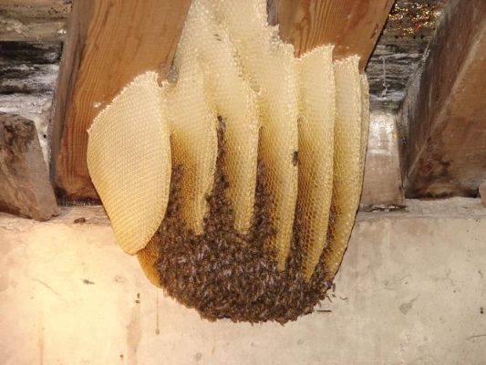 如何看蜜蜂窝有没有蜜（如何看蜜蜂窝有没有蜜虫）-第3张图片-新疆蜂业信息网