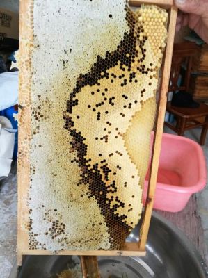 如何看蜜蜂窝有没有蜜（如何看蜜蜂窝有没有蜜虫）-第2张图片-新疆蜂业信息网