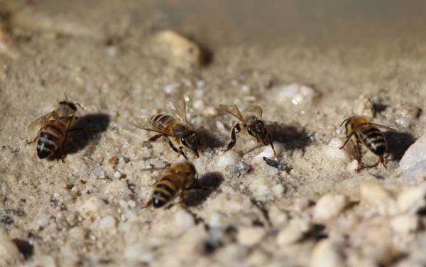 蜜蜂温度最高（蜜蜂温度最低多少度）-第1张图片-新疆蜂业信息网