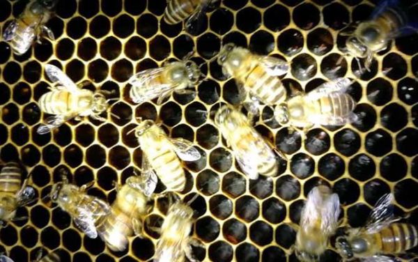 蜜蜂温度最高（蜜蜂温度最低多少度）-第3张图片-新疆蜂业信息网