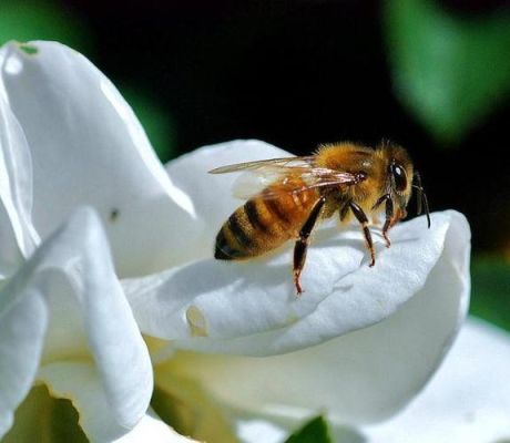 蜜蜂温度最高（蜜蜂温度最低多少度）-第2张图片-新疆蜂业信息网