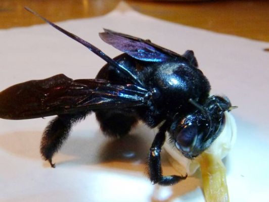黑长的蜜蜂是啥意思（黑色瘦长的蜜蜂）-第1张图片-新疆蜂业信息网