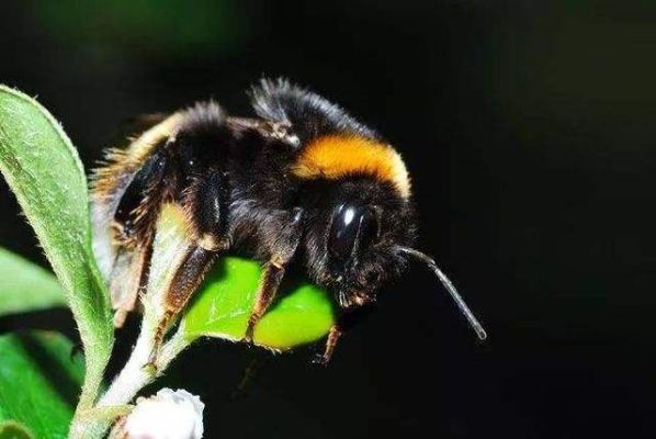 黑长的蜜蜂是啥意思（黑色瘦长的蜜蜂）-第3张图片-新疆蜂业信息网