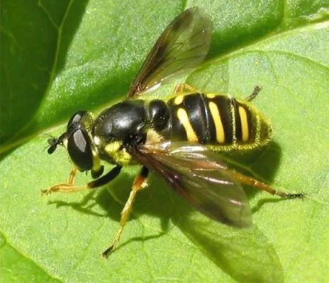 蜜蜂对农植物有危害吗（蜜蜂对植物的危害）-第3张图片-新疆蜂业信息网