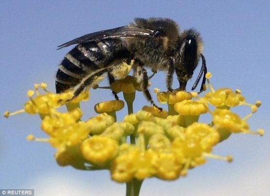 蜜蜂对农植物有危害吗（蜜蜂对植物的危害）-第1张图片-新疆蜂业信息网