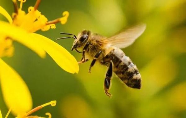 蜜蜂对农植物有危害吗（蜜蜂对植物的危害）-第2张图片-新疆蜂业信息网