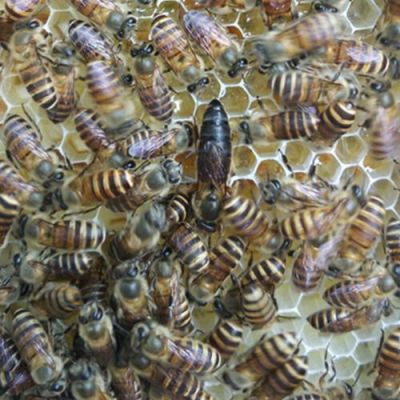 蜜蜂新蜂王秋天会交尾吗（蜂王秋季几月停止产卵）-第3张图片-新疆蜂业信息网