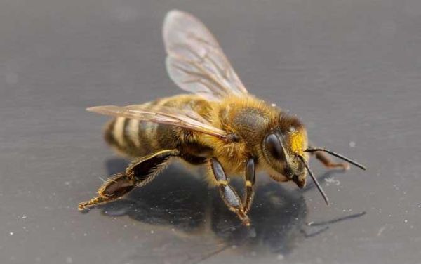 产量最好的蜜蜂（产量最好的蜜蜂是什么）-第3张图片-新疆蜂业信息网