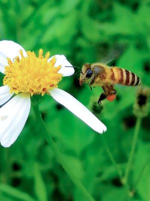 蜜蜂是季节采蜜（蜜蜂是哪个季节采蜜）-第2张图片-新疆蜂业信息网