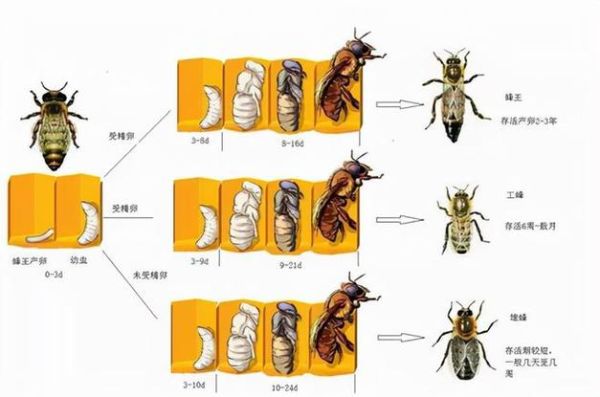 蜜蜂除了蜂后还有哪些（蜜蜂除了花蜜还以什么为食）-第1张图片-新疆蜂业信息网