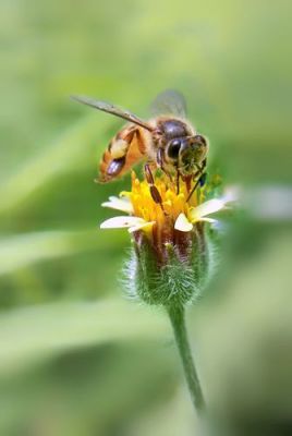 蜜蜂除了蜂后还有哪些（蜜蜂除了花蜜还以什么为食）-第3张图片-新疆蜂业信息网