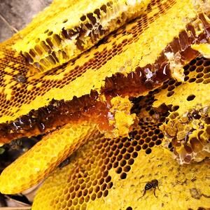 中华蜜蜂功效与作用（中华蜜蜂功效与作用是什么）-第2张图片-新疆蜂业信息网