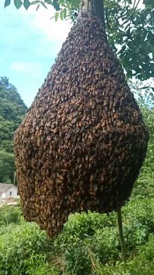 蜜蜂野生大（野生蜜蜂多吗）-第2张图片-新疆蜂业信息网
