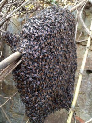 蜜蜂野生大（野生蜜蜂多吗）-第3张图片-新疆蜂业信息网