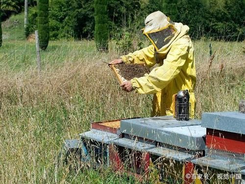 蜜蜂夏天怎么管理（夏天的蜜蜂怎样养殖）-第1张图片-新疆蜂业信息网