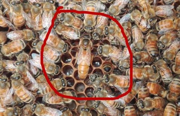 蜜蜂夏天怎么管理（夏天的蜜蜂怎样养殖）-第3张图片-新疆蜂业信息网