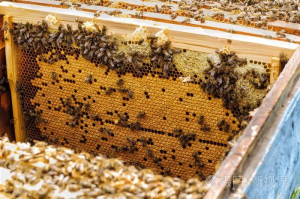 蜜蜂蜂巢是什么材料（蜜蜂蜂巢是什么材料制作的）-第3张图片-新疆蜂业信息网