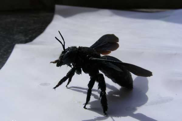 蜜蜂颜色黑（蜜蜂中有些黑色的蜜蜂是什么蜂）-第2张图片-新疆蜂业信息网