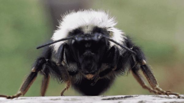 蜜蜂颜色黑（蜜蜂中有些黑色的蜜蜂是什么蜂）-第3张图片-新疆蜂业信息网