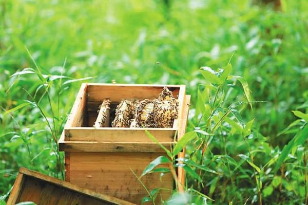 引来的蜜蜂怎么养（引来的蜜蜂怎么养才能养活）-第3张图片-新疆蜂业信息网