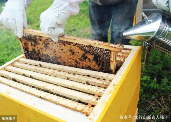 蜜蜂饲养密度（养蜂蜜蜂区域密度）-第1张图片-新疆蜂业信息网