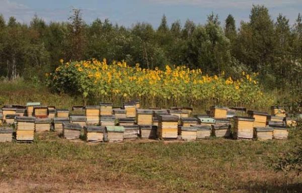 蜜蜂饲养密度（养蜂蜜蜂区域密度）-第3张图片-新疆蜂业信息网