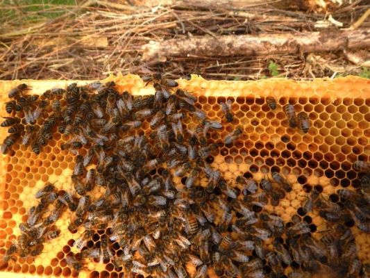 蜜蜂饲养密度（养蜂蜜蜂区域密度）-第2张图片-新疆蜂业信息网