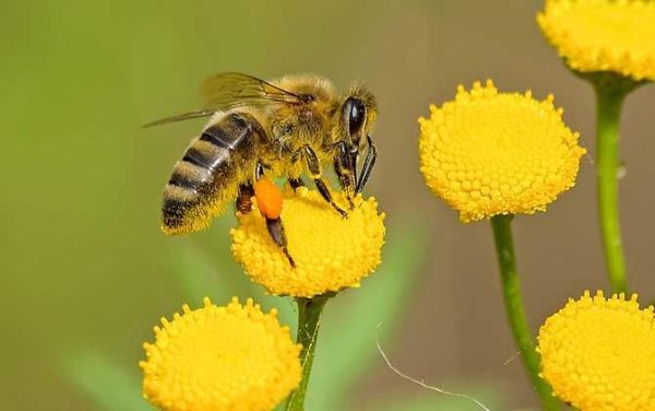 蜜蜂什么季节最多蜂蜜（蜜蜂是什么季节）-第1张图片-新疆蜂业信息网