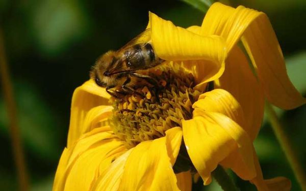蜜蜂什么季节最多蜂蜜（蜜蜂是什么季节）-第2张图片-新疆蜂业信息网