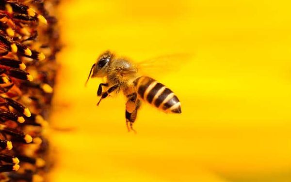 蜜蜂什么季节最多蜂蜜（蜜蜂是什么季节）-第3张图片-新疆蜂业信息网