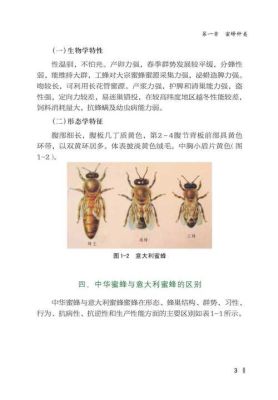 农业部引进蜜蜂品种（农科院蜜蜂良种介绍）-第1张图片-新疆蜂业信息网