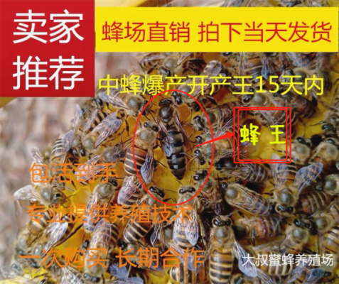 农业部引进蜜蜂品种（农科院蜜蜂良种介绍）-第3张图片-新疆蜂业信息网