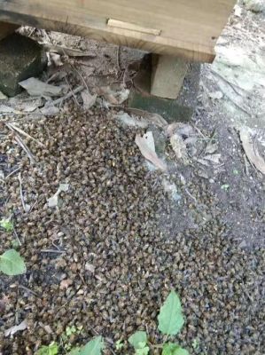 蜜蜂多久出房（蜜蜂要几天才出世）-第3张图片-新疆蜂业信息网