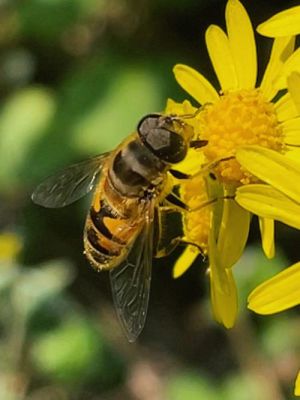 蜜蜂多久出房（蜜蜂要几天才出世）-第2张图片-新疆蜂业信息网