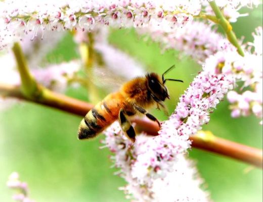 7月份蜜蜂有蜜源吗（7月份蜜蜂有蜜源吗视频）-第1张图片-新疆蜂业信息网