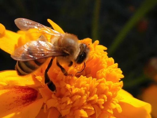 7月份蜜蜂有蜜源吗（7月份蜜蜂有蜜源吗视频）-第2张图片-新疆蜂业信息网