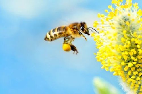 7月份蜜蜂有蜜源吗（7月份蜜蜂有蜜源吗视频）-第3张图片-新疆蜂业信息网