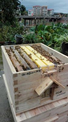 一个蜂箱多少斤蜜蜂（一个蜂箱多少只蜜蜂）-第3张图片-新疆蜂业信息网