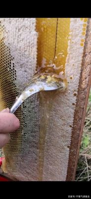 土养蜜蜂取蜜方法（土养蜜蜂取蜜方法图解）-第1张图片-新疆蜂业信息网
