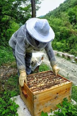 土养蜜蜂取蜜方法（土养蜜蜂取蜜方法图解）-第3张图片-新疆蜂业信息网