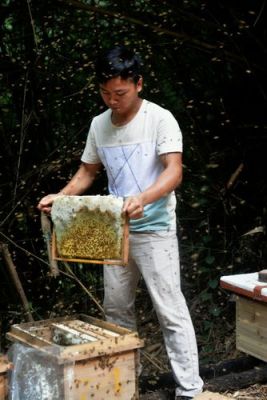 土养蜜蜂取蜜方法（土养蜜蜂取蜜方法图解）-第2张图片-新疆蜂业信息网