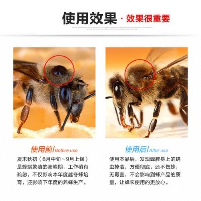 蜜蜂治蜂螨有什么好法子（蜜蜂治螨方法）-第3张图片-新疆蜂业信息网