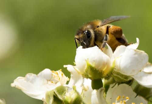 蜜蜂快速分群技术（密蜂怎样分群）-第2张图片-新疆蜂业信息网